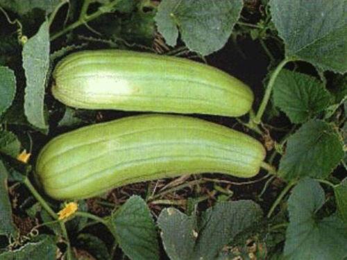 秋天吃啥瓜,瓜果飘香，尽享丰收美味