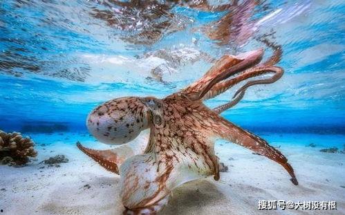 章鱼海浪星星猜明星,探寻明星背后的神秘符号