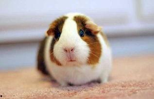 豚鼠吃竹瓜吗,竹瓜成为新宠？