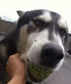 吃瓜狗子和我在线,一场奇妙的线上互动之旅