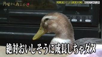 娱乐吃瓜酱鸭鸭视频大全